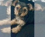 Image preview for Ad Listing. Nickname: Yorkie Mix