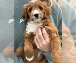 Puppy Grace Goldendoodle-Poodle (Miniature) Mix