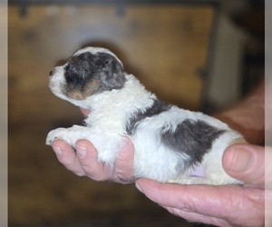 Poodle (Toy) Puppy for sale in DYERSBURG, TN, USA