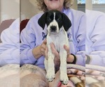Small Photo #12 German Shorthaired Pointer Puppy For Sale in MCKINNEY, TX, USA
