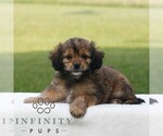 Small #1 ShihPoo