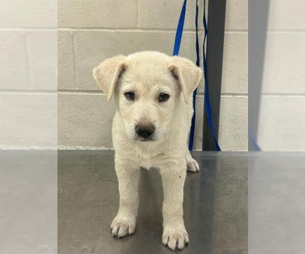 Medium Photo #1 American Pit Bull Terrier-German Shepherd Dog Mix Puppy For Sale in Conroe, TX, USA