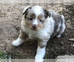 Small Photo #13 Miniature Australian Shepherd Puppy For Sale in HOWE, OK, USA