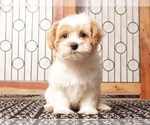 Small Photo #2 Maltipoo (Miniature) Puppy For Sale in NAPLES, FL, USA