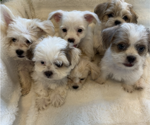 Medium Maltipoo (Miniature)-Shih Tzu Mix