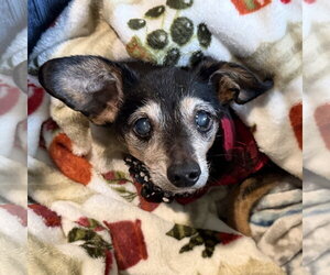 Chihuahua-Unknown Mix Dogs for adoption in Fargo, ND, USA