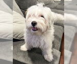 Small #8 Maltipoo
