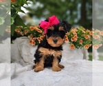 Small #3 Yorkshire Terrier