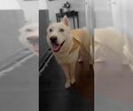 Small #1 Siberian Husky Mix