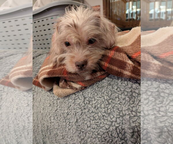 Medium Photo #4 Chihuahua-Unknown Mix Puppy For Sale in Aurora, CO, USA