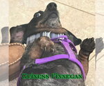 Small #14 Dachshund