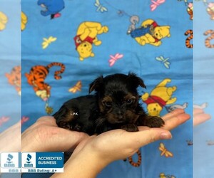 Yorkshire Terrier Puppy for sale in WINNSBORO, LA, USA
