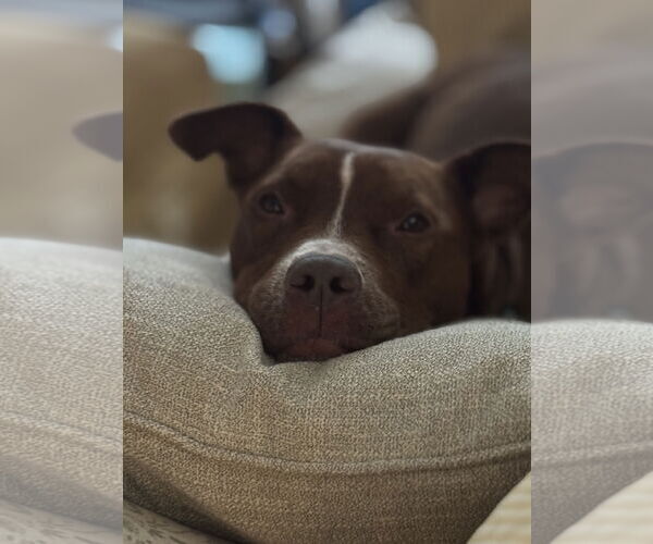 Medium Photo #4 Mutt Puppy For Sale in Spring Lake, NJ, USA