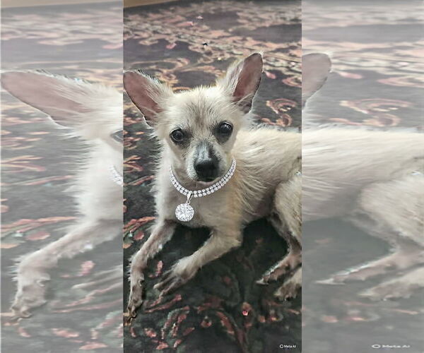 Medium Photo #1 Mutt Puppy For Sale in Menifee, CA, USA