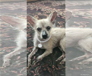 Mutt Dogs for adoption in Menifee, CA, USA