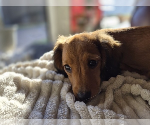 Medium Photo #3 Dachshund Puppy For Sale in SAINT CLOUD, FL, USA