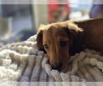 Small #2 Dachshund