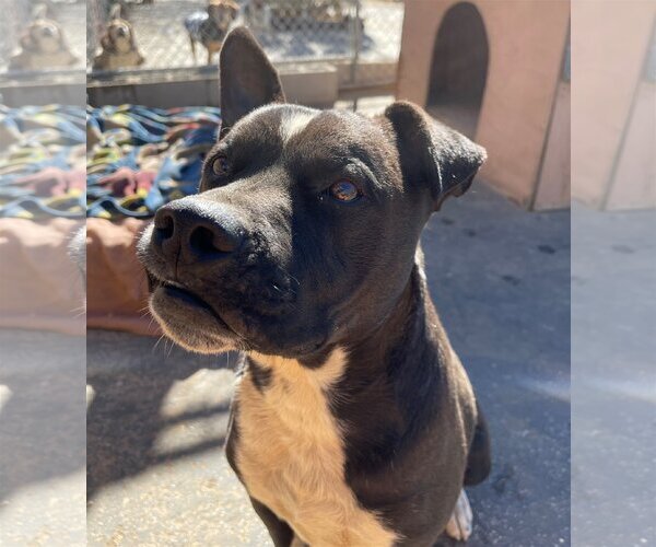Medium Photo #5 American Staffordshire Terrier-Boxer Mix Puppy For Sale in Apple Valley, CA, USA