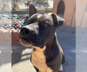 Denzel-foster home - Male American Staffordshire Terrier-Boxer Mix Dog for Adoption - Photo #5