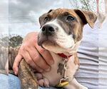 Small #19 Retriever  Mix