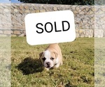 Small Photo #6 American Bulldog Puppy For Sale in EL PASO, TX, USA