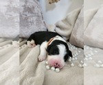 Small #11 Sheepadoodle