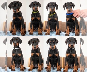 Doberman Pinscher Puppy for sale in COUNTRYSIDE, IL, USA