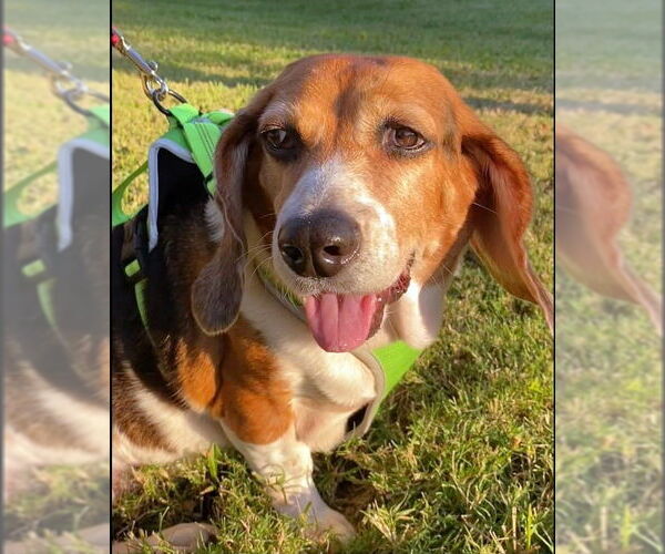 Medium Photo #4 Beagle Puppy For Sale in Dunnellon, FL, USA