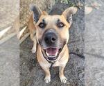 Small #1 German Shepherd Dog