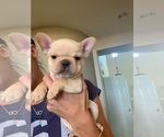 Puppy 5 French Bulldog
