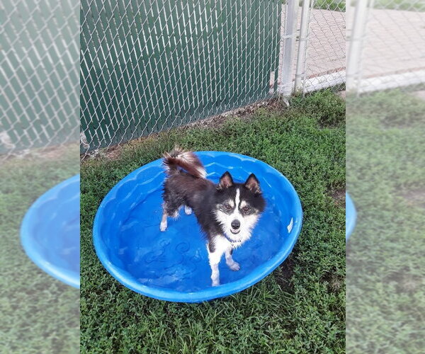 Medium Photo #2 Pomsky Puppy For Sale in South Bend, IN, USA