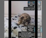 Image preview for Ad Listing. Nickname: Emmett