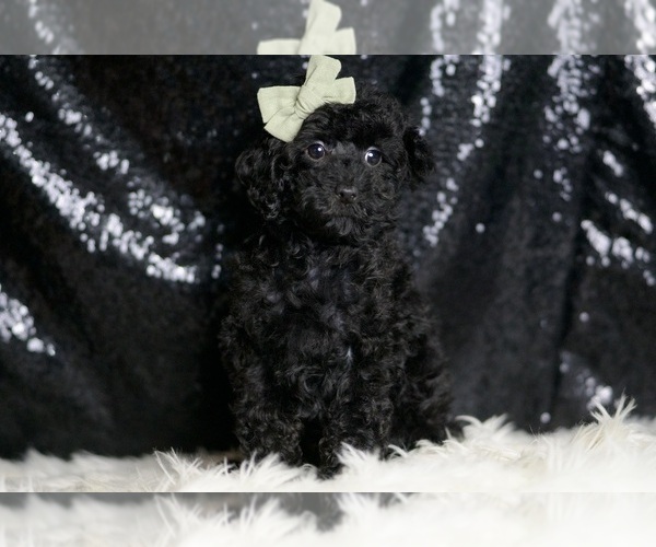 Medium Photo #6 Poodle (Toy) Puppy For Sale in WARSAW, IN, USA