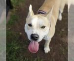 Small American Staffordshire Terrier Mix
