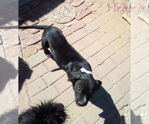 Gamora-in a foster home - Female Boxer-Unknown Mix Dog for Adoption - Photo #7