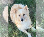 Small Pomeranian Mix