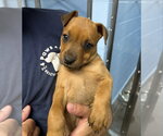 Small #3 Rottweiler Mix