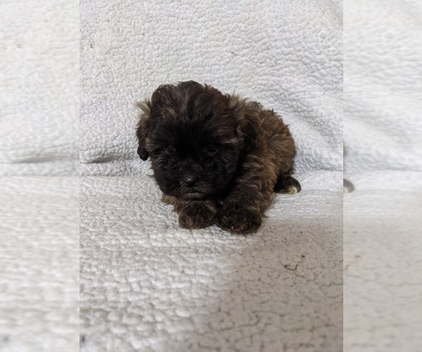 Full screen Photo #7 ShihPoo Puppy For Sale in MCMINNVILLE, TN, USA