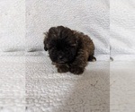 Small Photo #7 ShihPoo Puppy For Sale in MCMINNVILLE, TN, USA