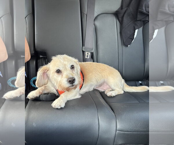 Medium Photo #2 Dachshund-Unknown Mix Puppy For Sale in St. Louis Park, MN, USA