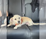 Small #1 Dachshund Mix