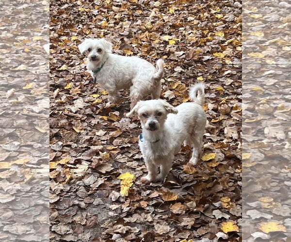 Medium Photo #10 Maltese Puppy For Sale in Arlington, VA, USA