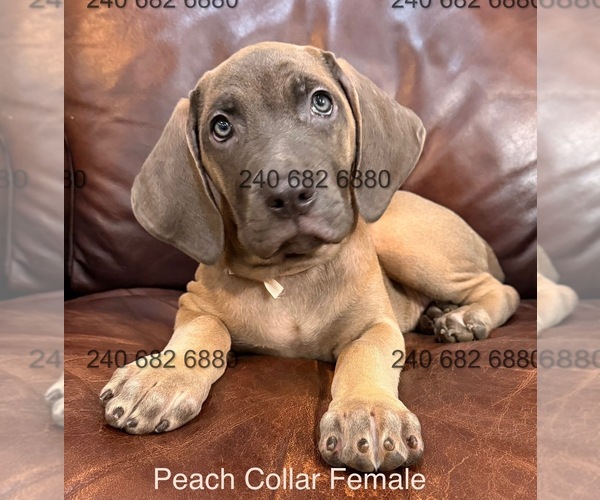 Medium Photo #15 Cane Corso Puppy For Sale in LA PLATA, MD, USA