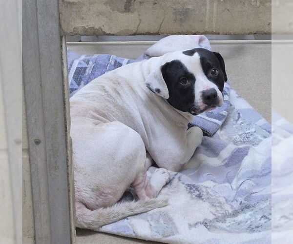 Medium Photo #1 American Pit Bull Terrier Puppy For Sale in Decatur, IL, USA