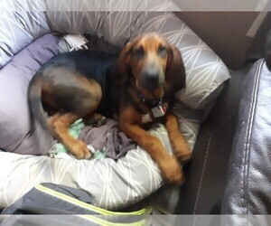 Bloodhound Puppy for sale in CITRUS HEIGHTS, CA, USA