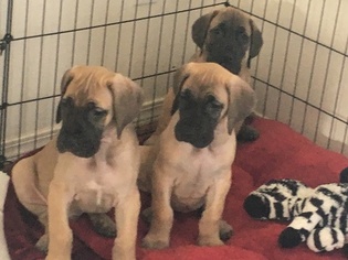 Great Dane Puppy for sale in EAGLE, ID, USA