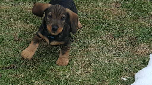 Medium Photo #1 Dachshund Puppy For Sale in EAST EARL, PA, USA