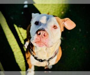 American Pit Bull Terrier Dogs for adoption in Orlando, FL, USA