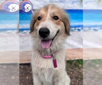 Small #5 Great Pyrenees