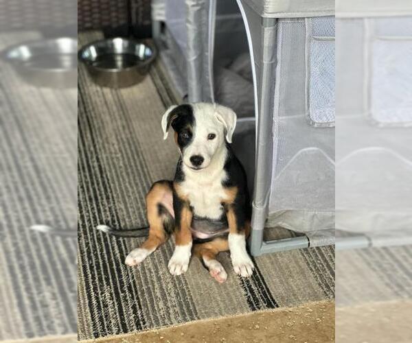 Medium Photo #1 Australian Shepherd-Unknown Mix Puppy For Sale in San Antonio, TX, USA